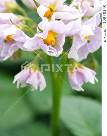 ジャガイモの花 ジャガイモの花 10978140