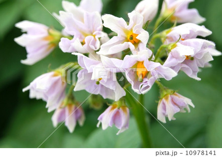 ジャガイモの花 10978141