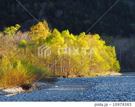 上高地の日の出 梓川の木々 上高地の日の出 梓川の木々 10978365