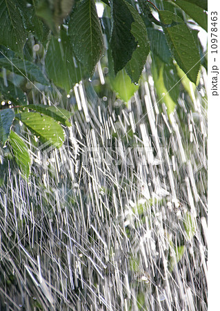 雨　梅雨　土砂降り　どしゃ降り　豪雨　天気雨　狐の嫁入り　晴れ　水　水滴　自然　落下　風景　レイン　天気　天候　梅雨イメージ　雨イメージ　真夏　初夏　夏　桜　緑の葉　新緑　６月　雨季　ザーザー降り　　 10978463