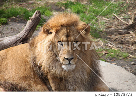 ライオン 10978772