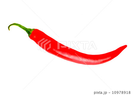 トウガラシ 10978918