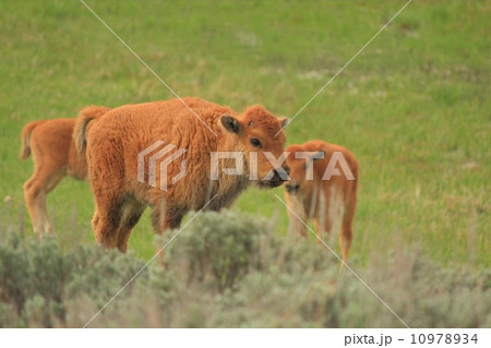 イエローストーン国立公園のバイソン 10978934