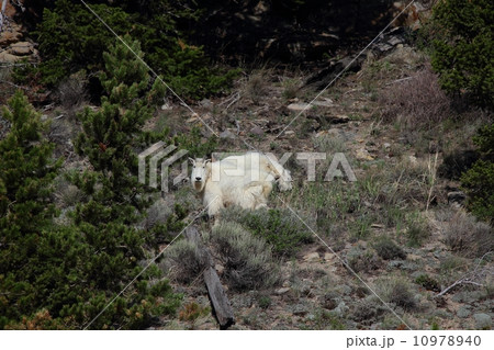 イエローストーン国立公園のマウンテンゴート イエローストーン国立公園のマウンテンゴート 10978940