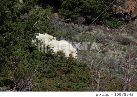 イエローストーン国立公園のマウンテンゴート 10978942