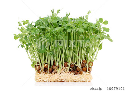 豆苗 豆苗 10979191