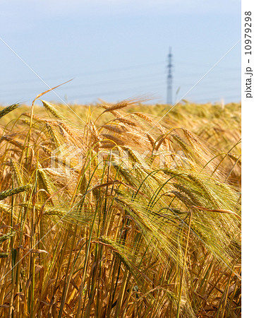 wheat wheat 10979298