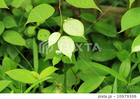マタタビの葉 10979306