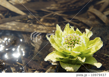 ふきのとう 10979437