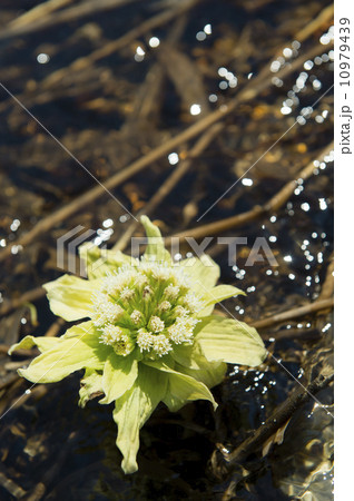 ふきのとう ふきのとう 10979439