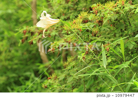 ササユリの花 ササユリの花 10979447