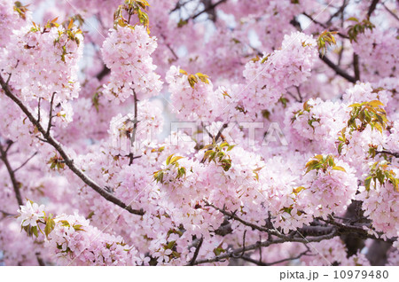 桜 桜 10979480