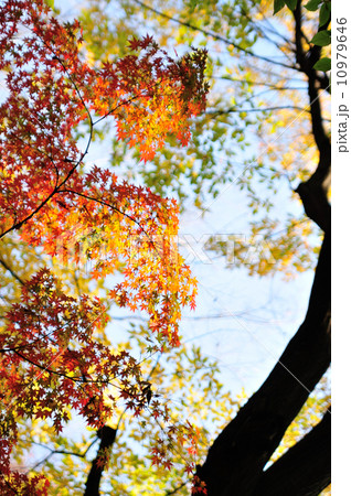 見上げた公園の空 10979646