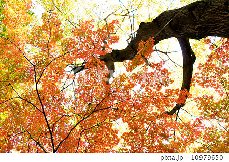 見上げるモミジ 見上げるモミジ 10979650
