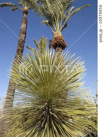 USアリゾナ 10979956