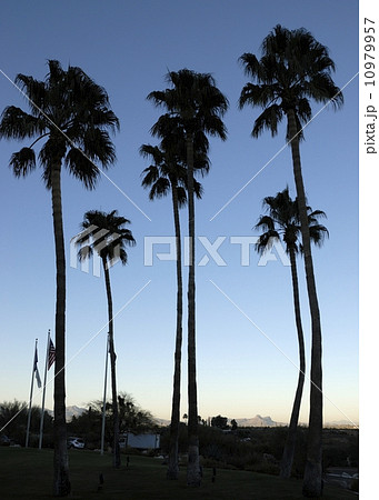 USアリゾナ 10979957