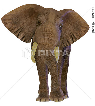 アフリカ象☆ゾウのイラスト素材 [10979985] - PIXTA