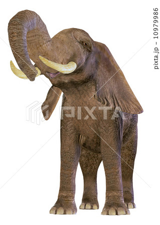 アフリカ象 ゾウのイラスト素材