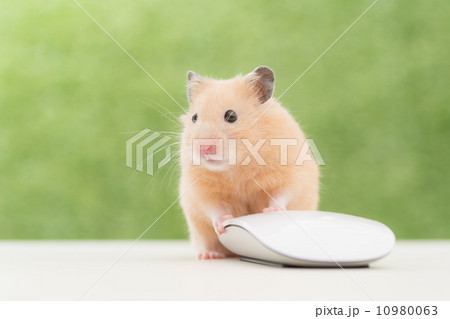 マウス操作するキンクマハムスター 10980063