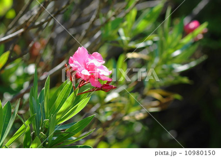 6月花　キョウチクトウ・キョウチクトウ科18 10980150