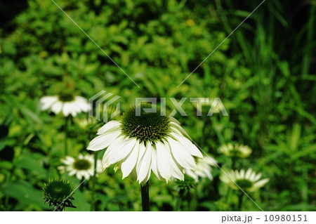 6月花　エキナケア・キク科25 10980151