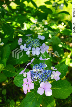 6月花　アジサイ・アジサイ科134 10980152