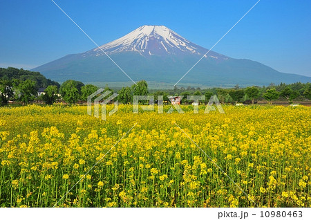 キカラシと富士山 キカラシと富士山 10980463
