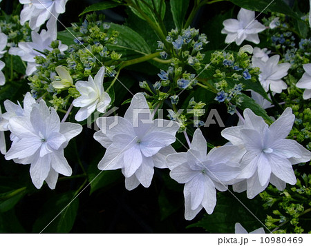 紫陽花　隅田の花火 10980469