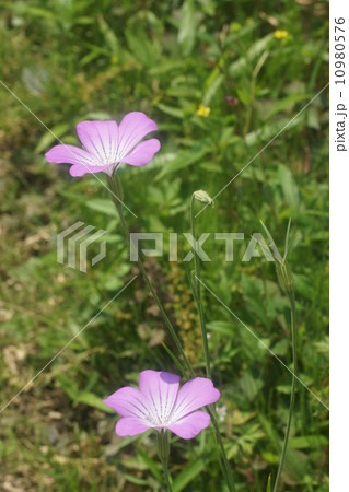 ムギナデシコ 10980576