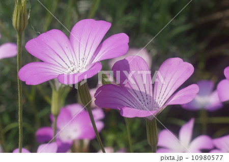 ムギナデシコ ムギナデシコ 10980577