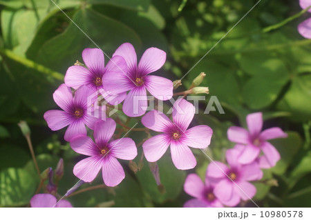 オキザリス 10980578