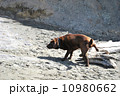 浜辺の犬 10980662