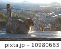 ひなたぼっこ 10980663