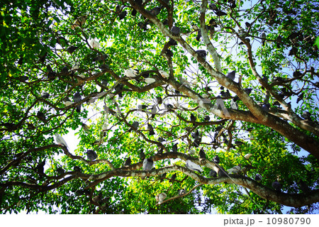 Tree with birds Tree with birds 10980790