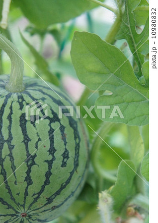 ミニスイカ 10980832