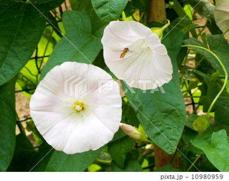 かほばなとミツバチ 10980959