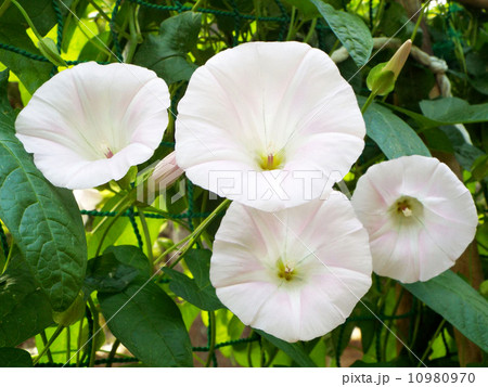 かほばなの花 10980970