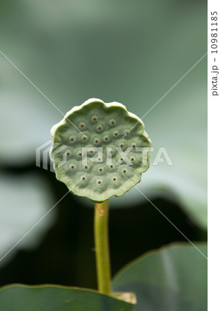 蓮の花托 10981185