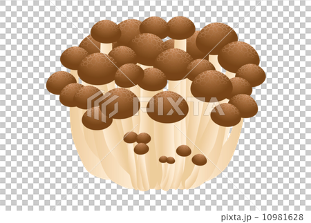 しめじ 10981628