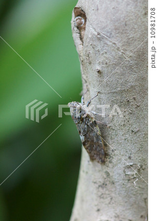 ニイニイ蝉　忍者のごとく目立たず 10981708