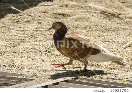 Pigeon on the sand 10981796