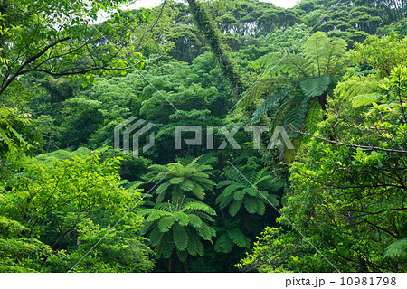 やんばるの森林 10981798