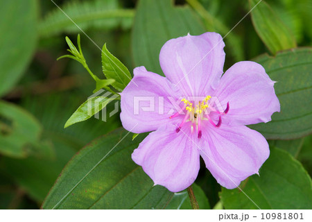 ノボタン ノボタン 10981801