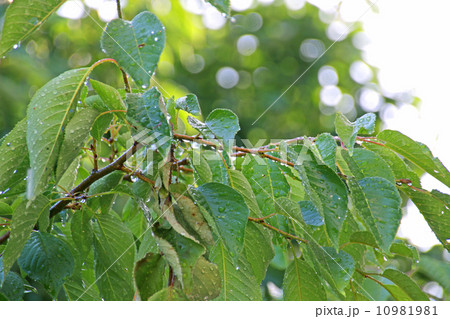 自然, 空, 新緑, 雨,梅雨の晴れ間, 五月晴れ 水, 光, 木漏れ日, 桜, 晴れ, 初夏, 自然, 空, 新緑, 雨,梅雨の晴れ間, 五月晴れ 水, 光, 木漏れ日, 桜, 晴れ, 初夏, 10981981