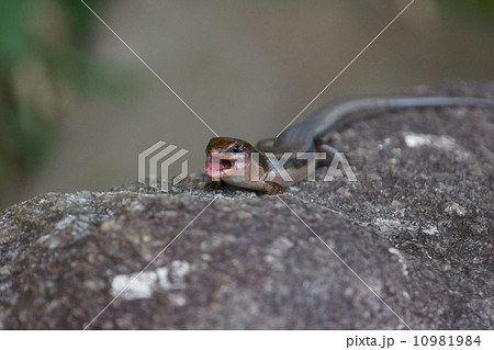 日本蜥蜴ニホントカゲ　食後のゲップ? 10981984
