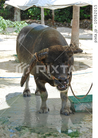 水浴びをする水牛（竹富島／沖縄県） 10982015