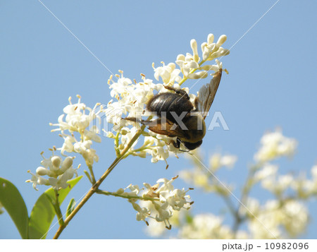 マルハナバチ 10982096