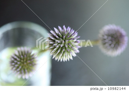 ルリタマアザミ ルリタマアザミ 10982144