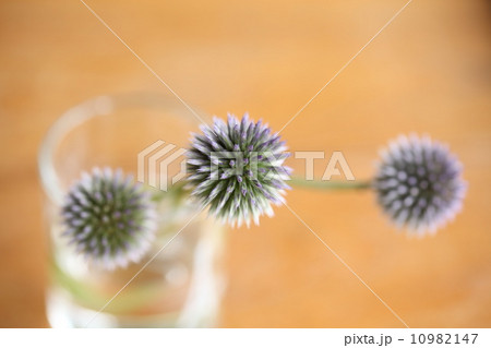 ルリタマアザミ　 10982147