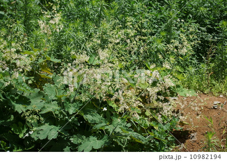 竹似草 タケニグサと申します。欧米では観賞用です。 竹似草 タケニグサと申します。欧米では観賞用です。 10982194